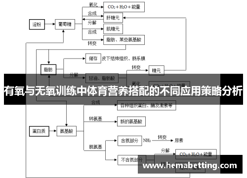 有氧与无氧训练中体育营养搭配的不同应用策略分析